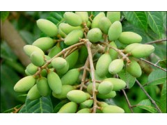 Olive leaf extract powder