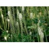 Black Cohosh Extract