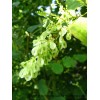 虎杖甙Polydatin 虎杖提取物