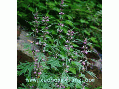 益母草Herba Leonuri,益母草提取物