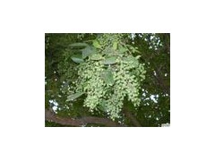 女贞子提取物[女贞实、冬青子、白蜡树子、鼠梓子]