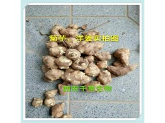 菊芋提取物天然全水溶厂家生产菊芋粉