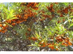 水溶性 优质沙棘果粉