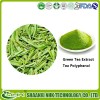绿茶提取物 98%天然茶多酚