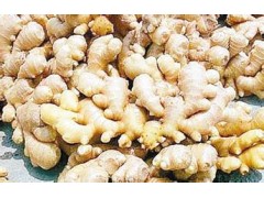 生姜提取物 10:1