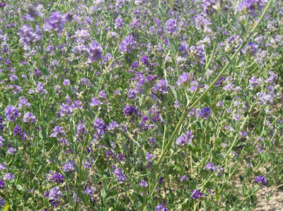 紫花苜蓿草提取物