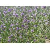紫花苜蓿草提取物
