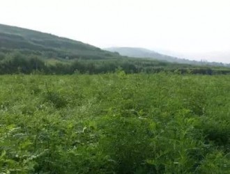 中国植物提取物智能制造发展态势