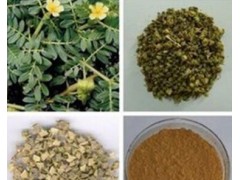 刺蒺藜提取物 刺蒺藜皂甙95% 现货包邮 男性保健原料