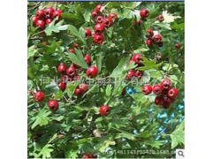 山楂提取物 10:1 山楂叶黄酮 纯天然植物提取 现货包邮【中提】