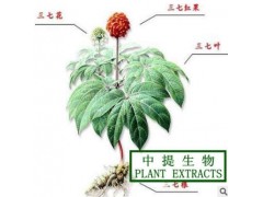 三七总皂甙 三七皂甙 三七提取物 20%含量 现货直销 纯天然提取