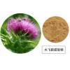 水飞蓟提取物 水飞蓟素 UV80% 品质保证 厂家现货直销