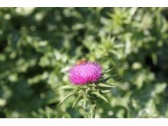 优质 水飞蓟提取物10：1 生产厂家现货直销 品质保证 包邮