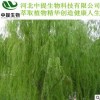 白柳皮提取物 水杨甙98% 50% 25%现货包邮 专业植提厂家【中提】