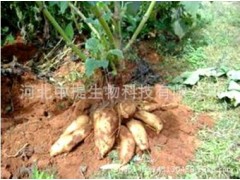 供雪莲果提取物 雪莲果提取物 纯天然提取 品质保证【中提】