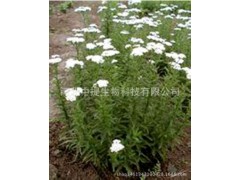 欧蓍草提取物 欧蓍草提取物 纯天然植物提取物 现货包邮【中提】