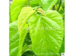 桑叶提取物 桑叶提取物 规格10:1 高品质 现货包邮 新【中提】