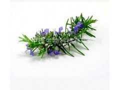 迷迭香酸3% 迷迭香提取物 杀菌止痒 抗氧化 现货包邮 纯天然提取