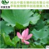 供荷叶提取物 荷叶碱2% 荷叶提取物 醇提 现货直销包邮【中提】