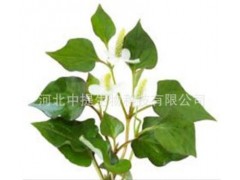 鱼腥草提取物 纯天然植物提取 清热解毒 抗菌 现货包邮【中提】