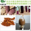 供锁阳提取物 锁阳提取物 天然男性保健品原料 现货包邮【中提】
