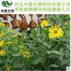 供羌活提取物 规格10:1 羌活提取物 厂家直供 现货包邮【中提】