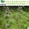 供益母草提取物 益母草提取物 规格10:1 现货包邮【中提】