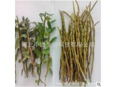 石斛提取物 石斛 石斛提取物 现货包邮 益胃生津滋阴清热【中提】