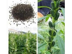 供黑芝麻提取物 规格10:1 黑芝麻提取物 厂家直销 包邮【中提】