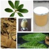 供熊果苷 熊果甙98% 熊果叶提取物 纯天然制品 现货包邮【中提】