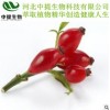 玫瑰果提取物 专业植提厂家 纯天然植物提取 现货包邮【中提】