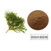 侧柏叶提取物10:1优质 侧柏叶粉加工提取物 厂家品质保证