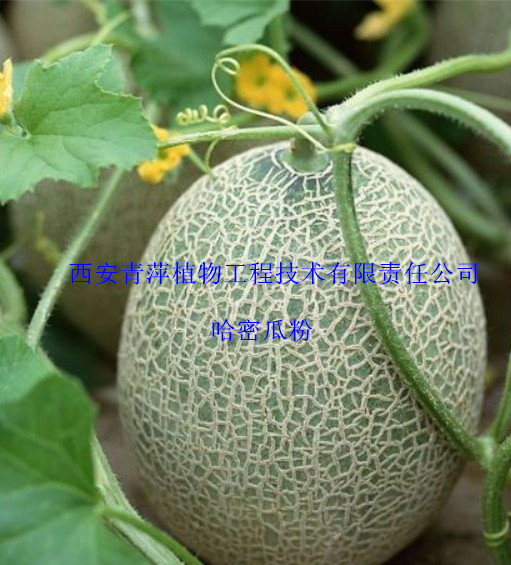 生产哈密瓜粉、无添加任何色素 欢迎咨询采购