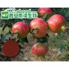 红石榴果皮提取物取物