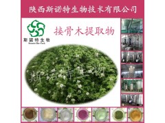 接骨木提取物粉10抗氧化提取物斯诺特厂家直销