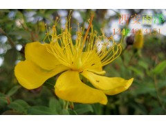 贯叶连翘提取物