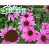 紫锥菊提取物