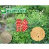 苦参提取物
