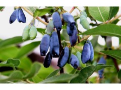 蓝靛果花青素