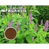 夏枯草提取物