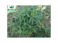 葶苈子提取物：