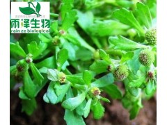 鹅不食草提取物