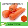 胡萝卜提取物Carrot extract β-胡萝卜素提高免疫力