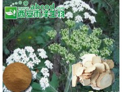 白芷提取物