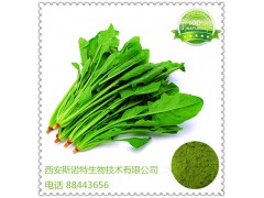 优质菠菜粉 菠菜速溶粉 80-100目 100%水溶菠菜粉