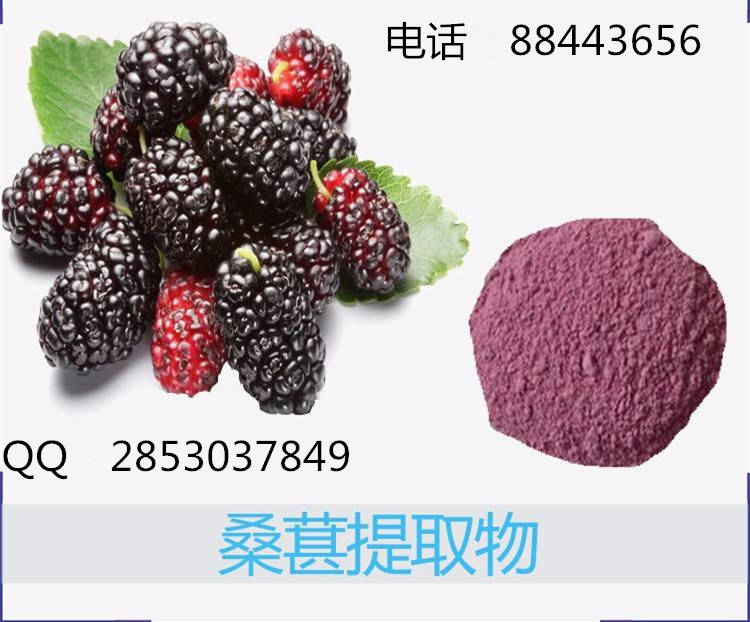 桑葚速溶粉 桑葚果汁粉 100%水溶桑椹粉 固体饮料