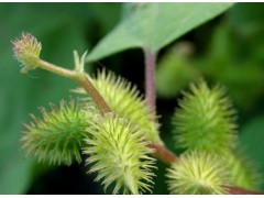 苍耳子提取物