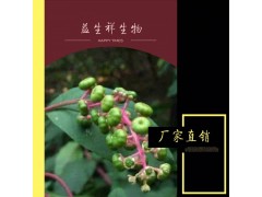 杈杷果提取物 益生祥厂家供应