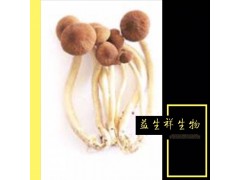 茶树菇 天然植物原料茶树花提取物