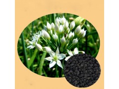优质韭菜籽提取物 韭菜仁提取物 出口品质